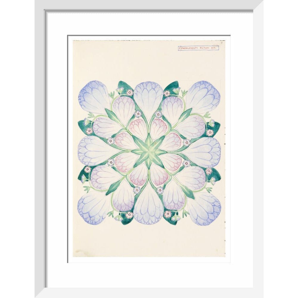 Cynoglossum - Art print