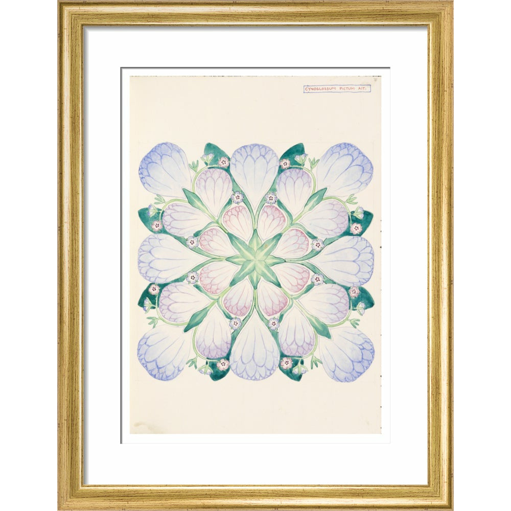 Cynoglossum - Art print
