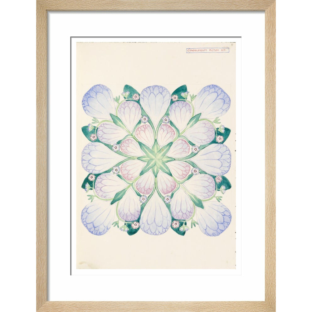 Cynoglossum - Art print