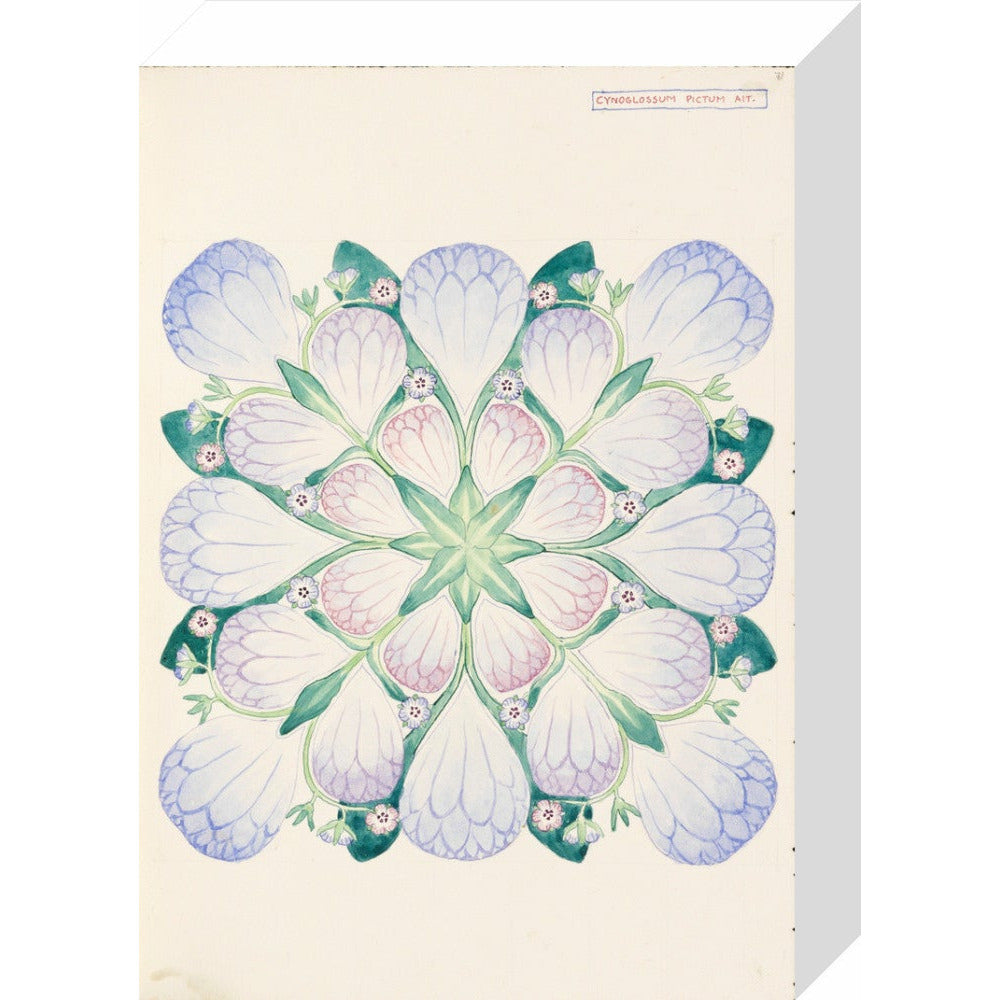 Cynoglossum - Art print