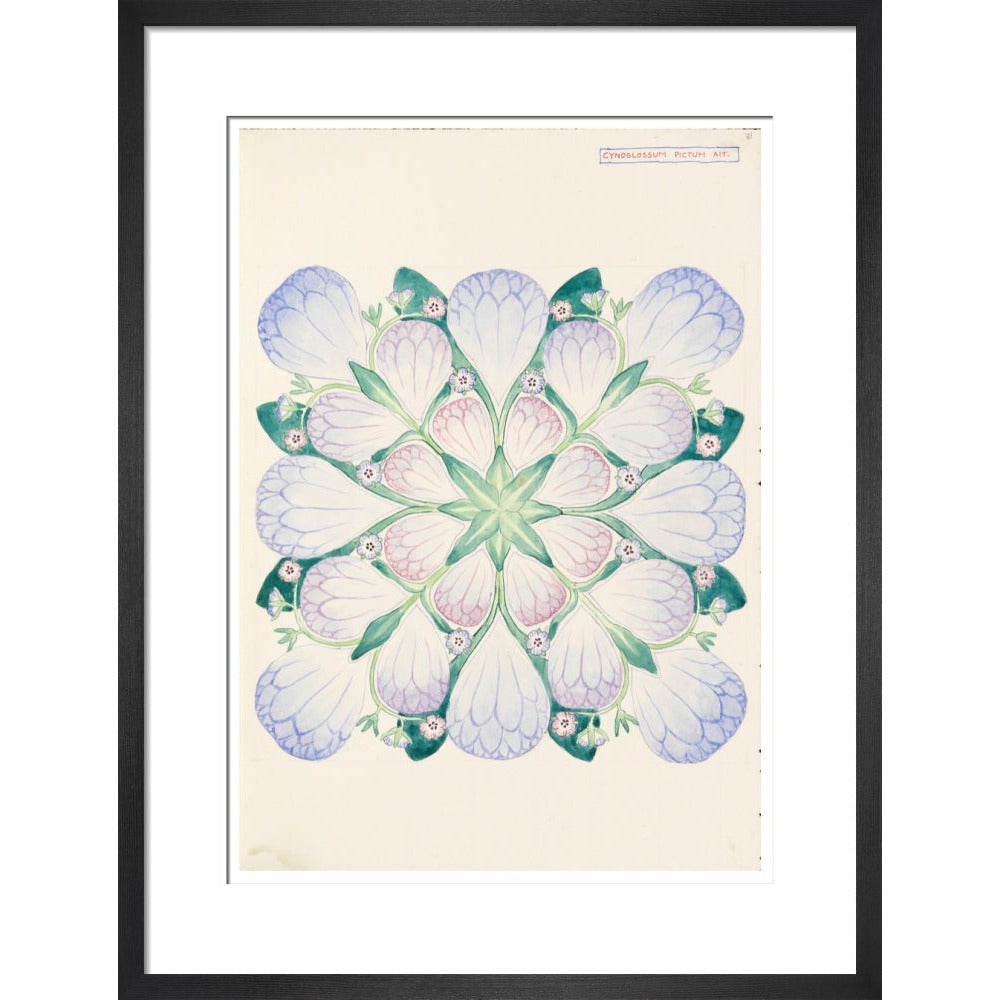 Cynoglossum - Art print