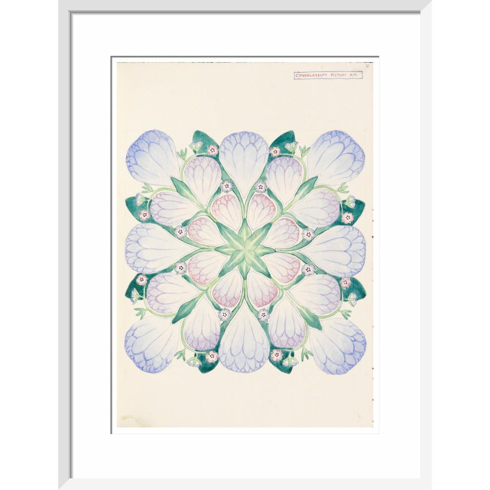 Cynoglossum - Art print
