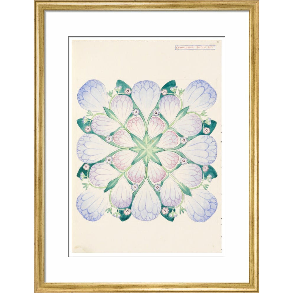 Cynoglossum - Art print