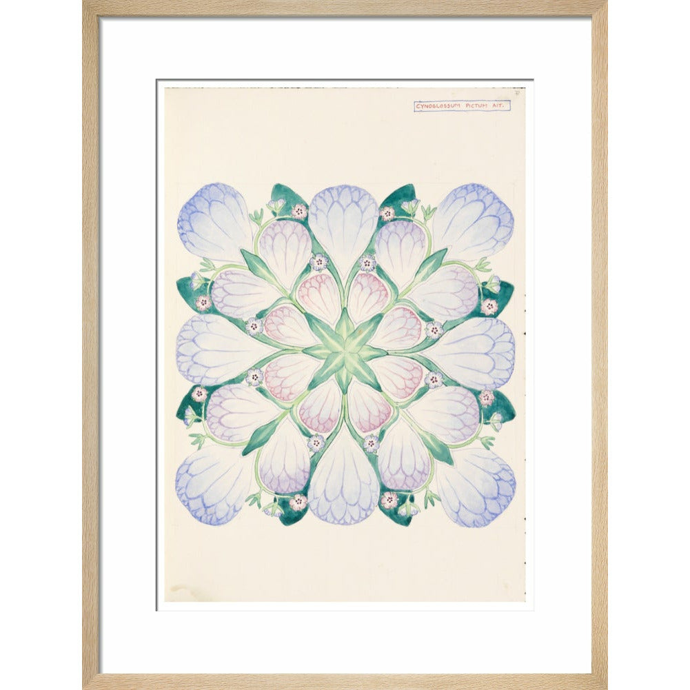 Cynoglossum - Art print