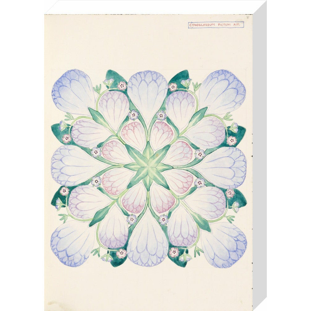 Cynoglossum - Art print