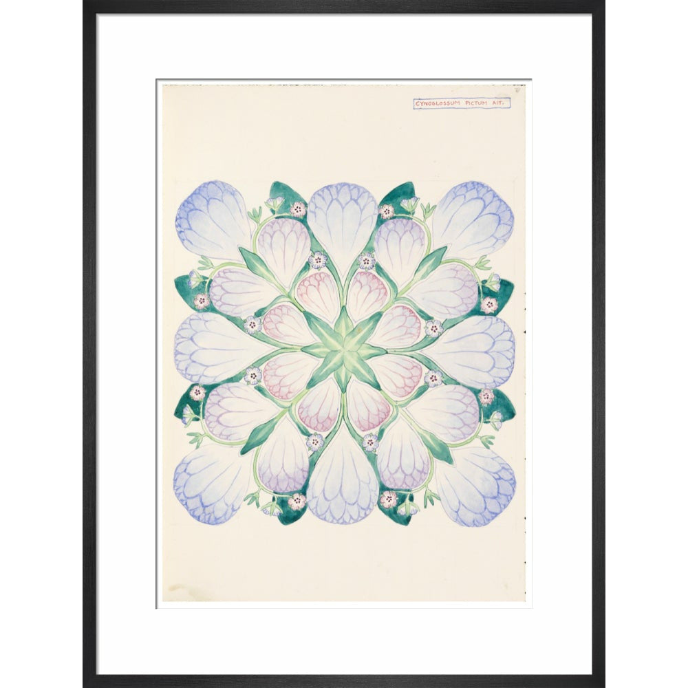 Cynoglossum - Art print