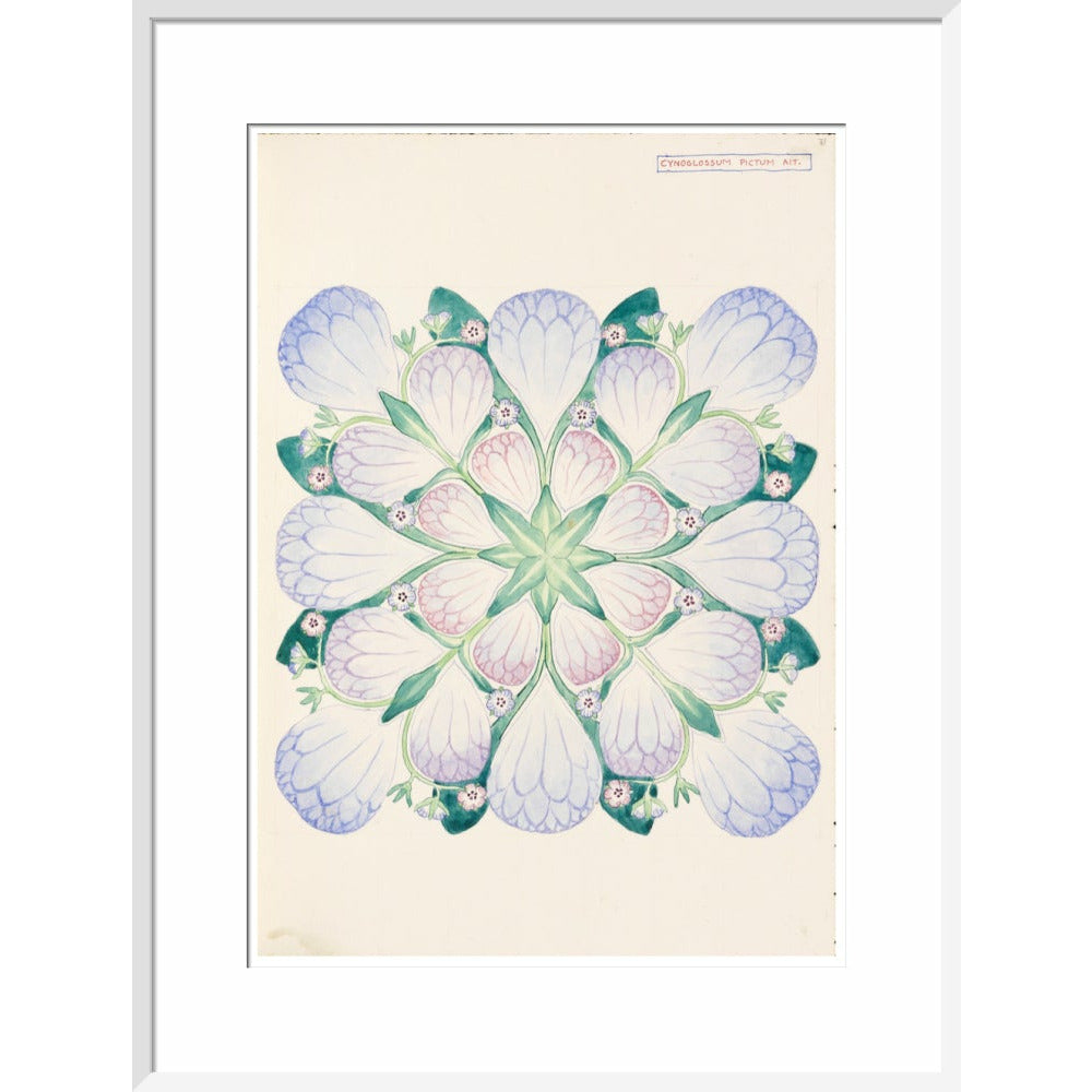 Cynoglossum - Art print