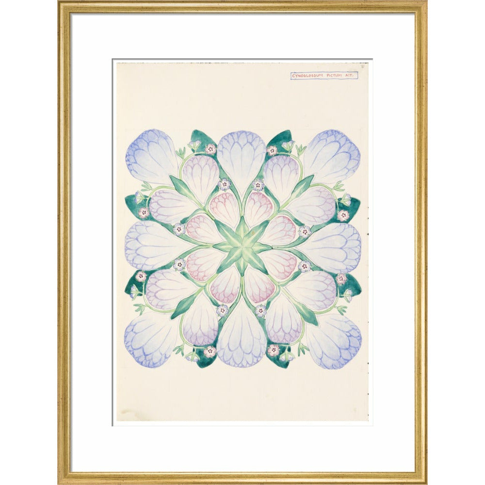Cynoglossum - Art print