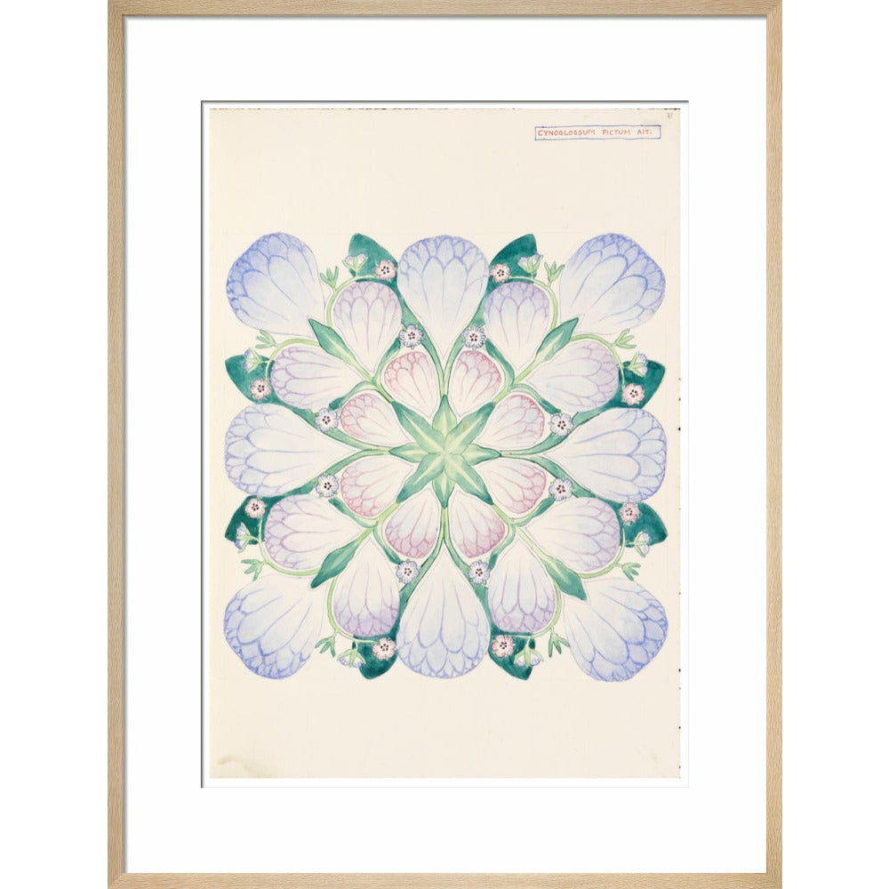 Cynoglossum - Art print