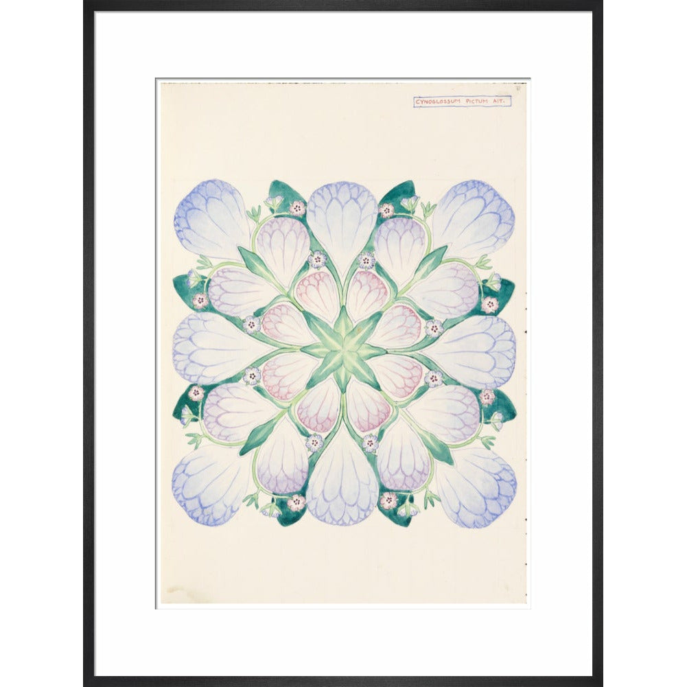 Cynoglossum - Art print