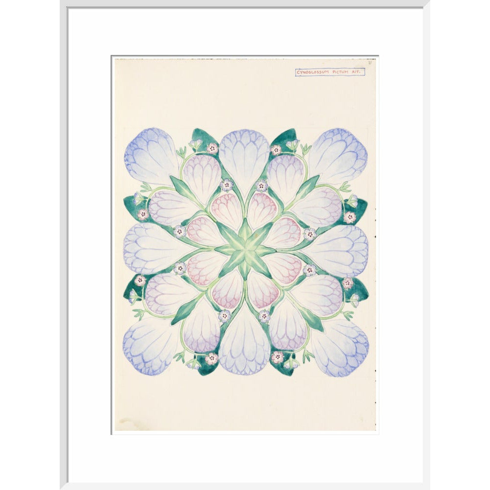 Cynoglossum - Art print