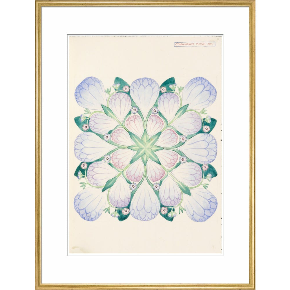 Cynoglossum - Art print