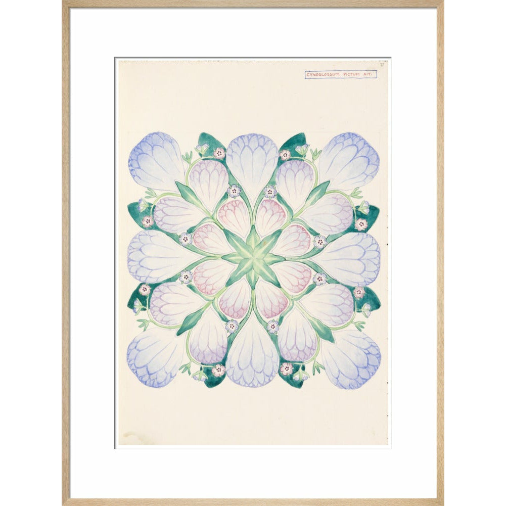 Cynoglossum - Art print