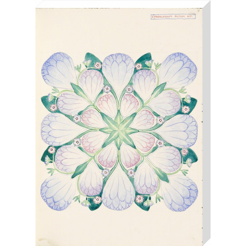 Cynoglossum - Art print