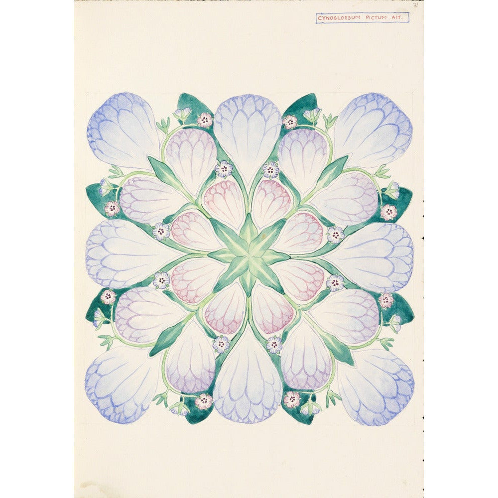 Cynoglossum - Art print