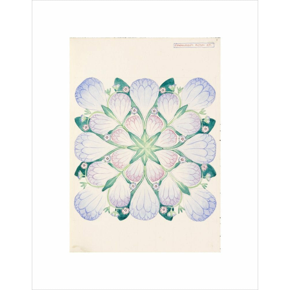 Cynoglossum - Art print