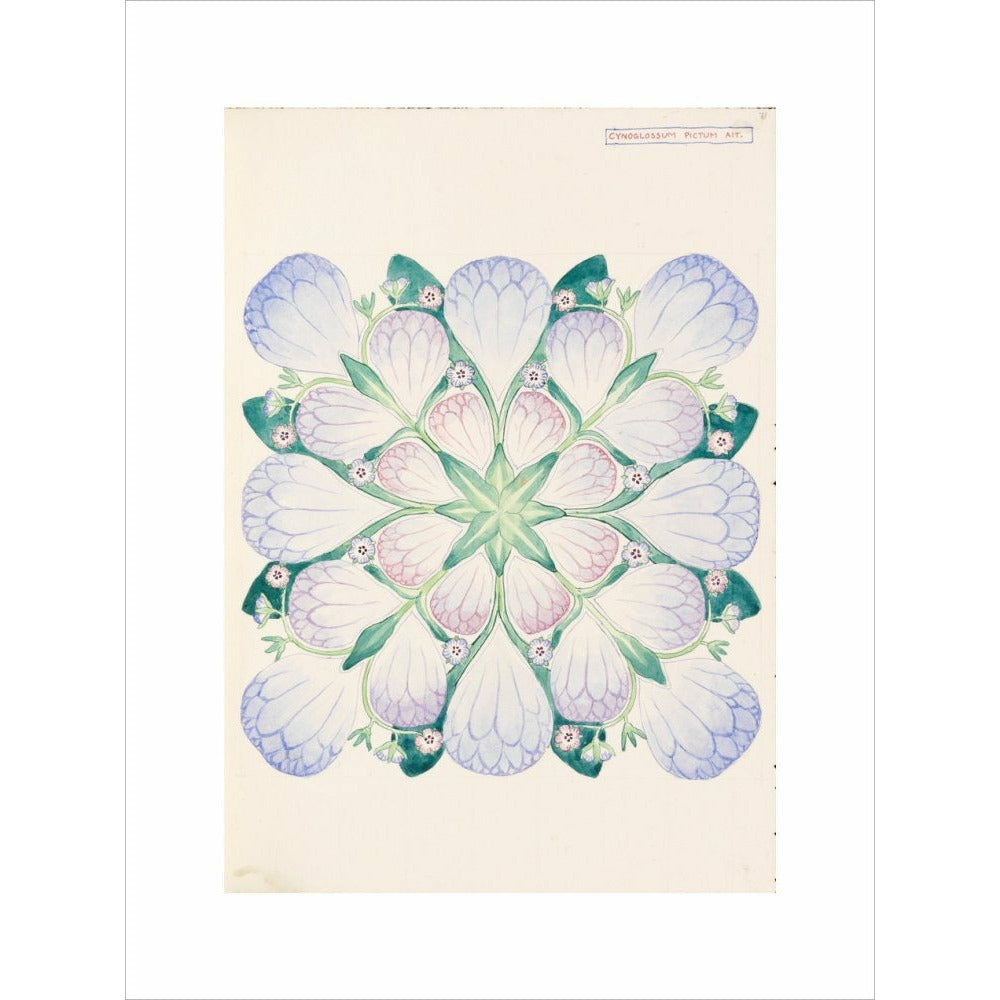 Cynoglossum - Art print