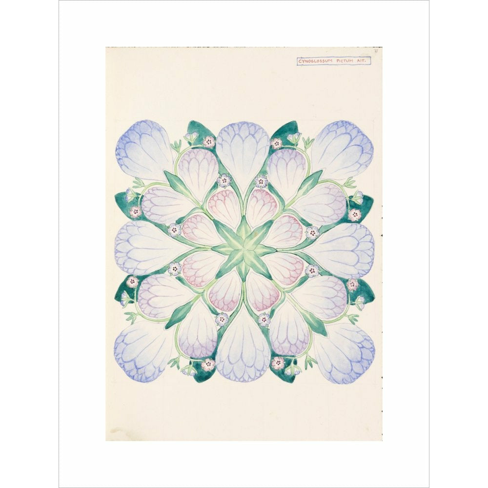 Cynoglossum - Art print