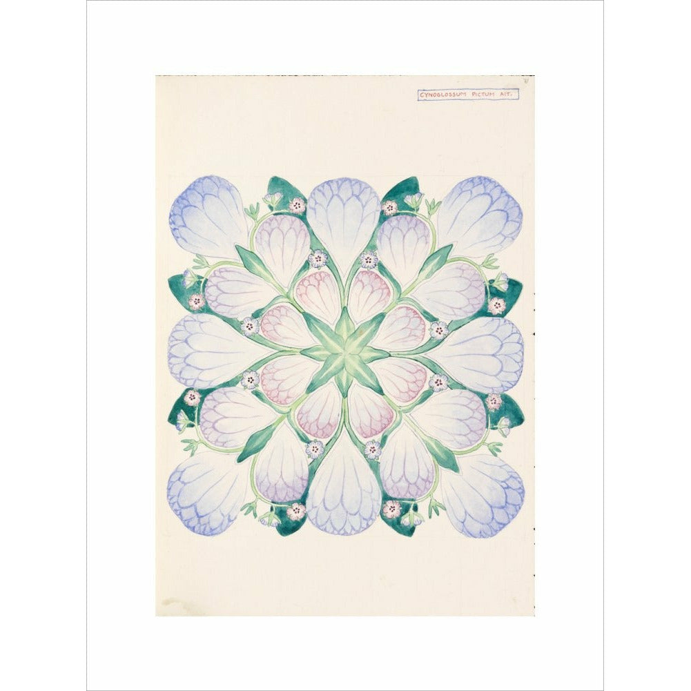 Cynoglossum - Art print