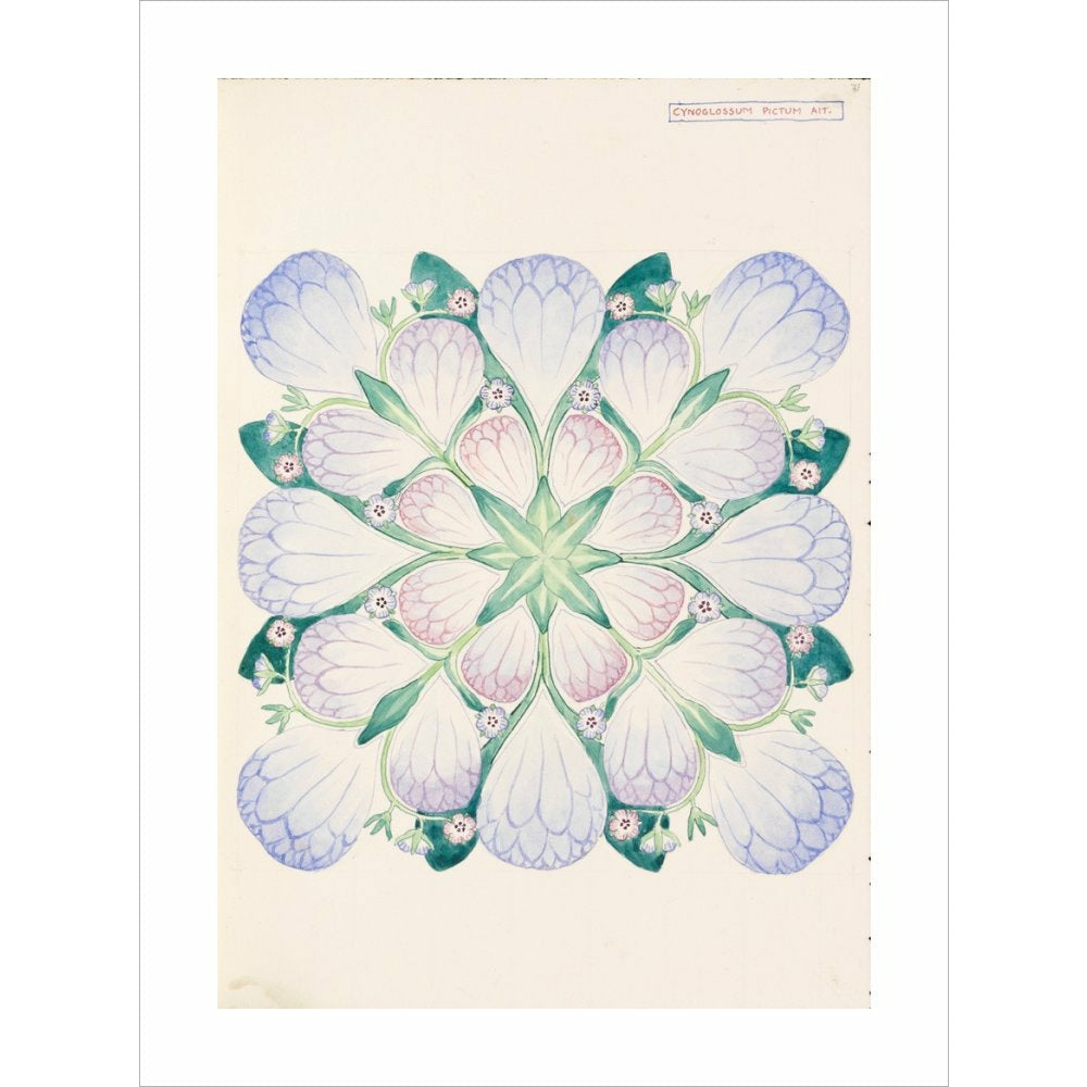 Cynoglossum - Art print