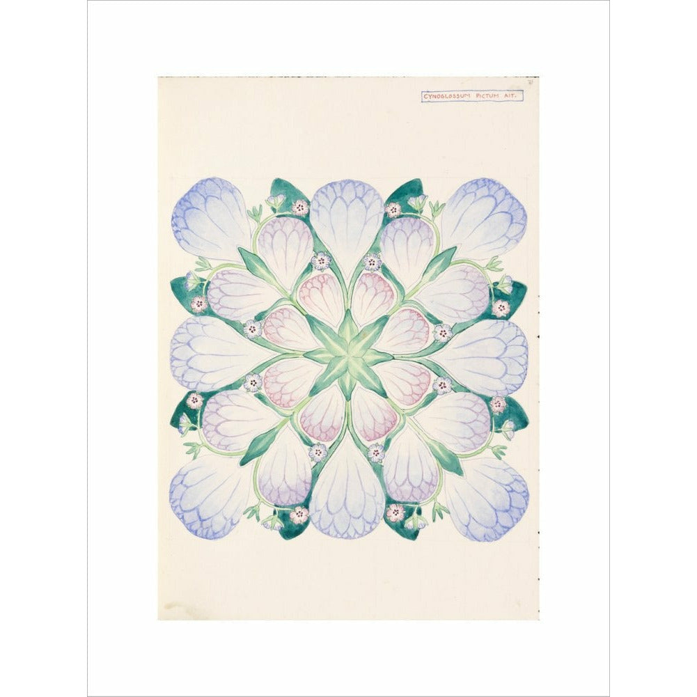 Cynoglossum - Art print
