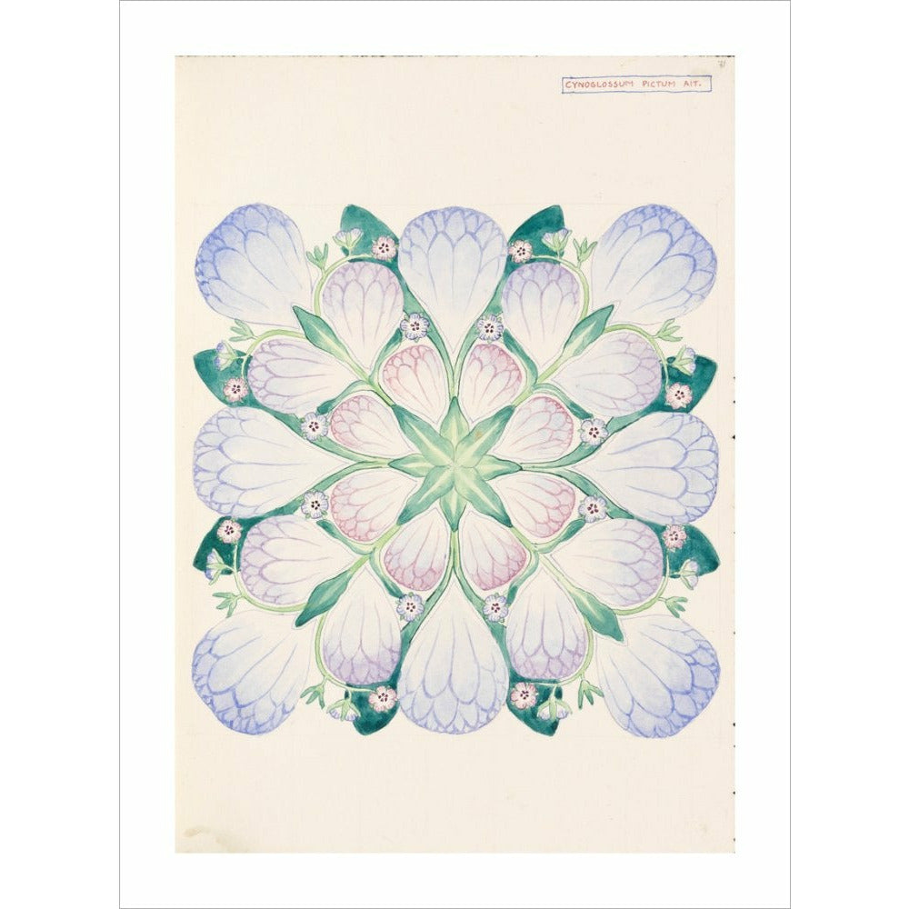 Cynoglossum - Art print