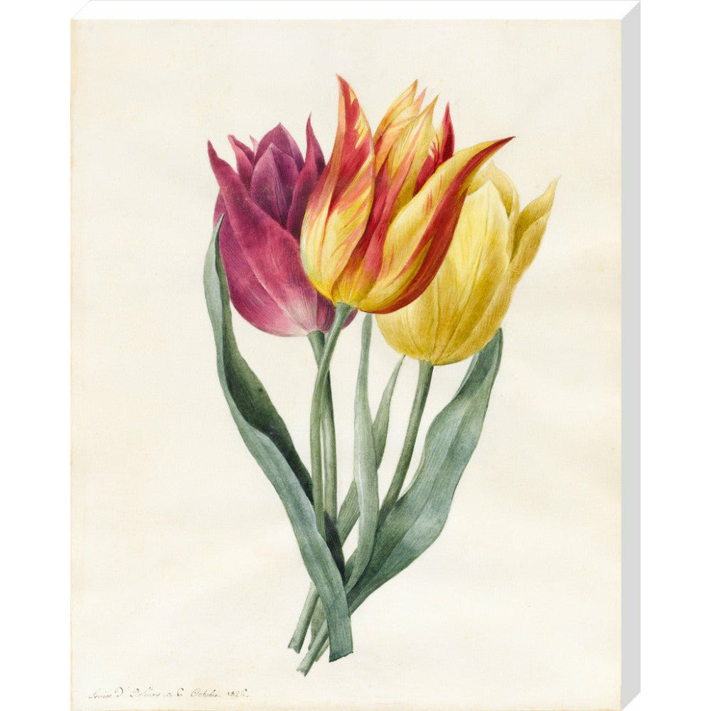 Three Lily Tulips - Art print