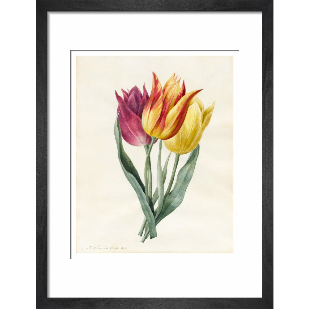 Three Lily Tulips - Art print