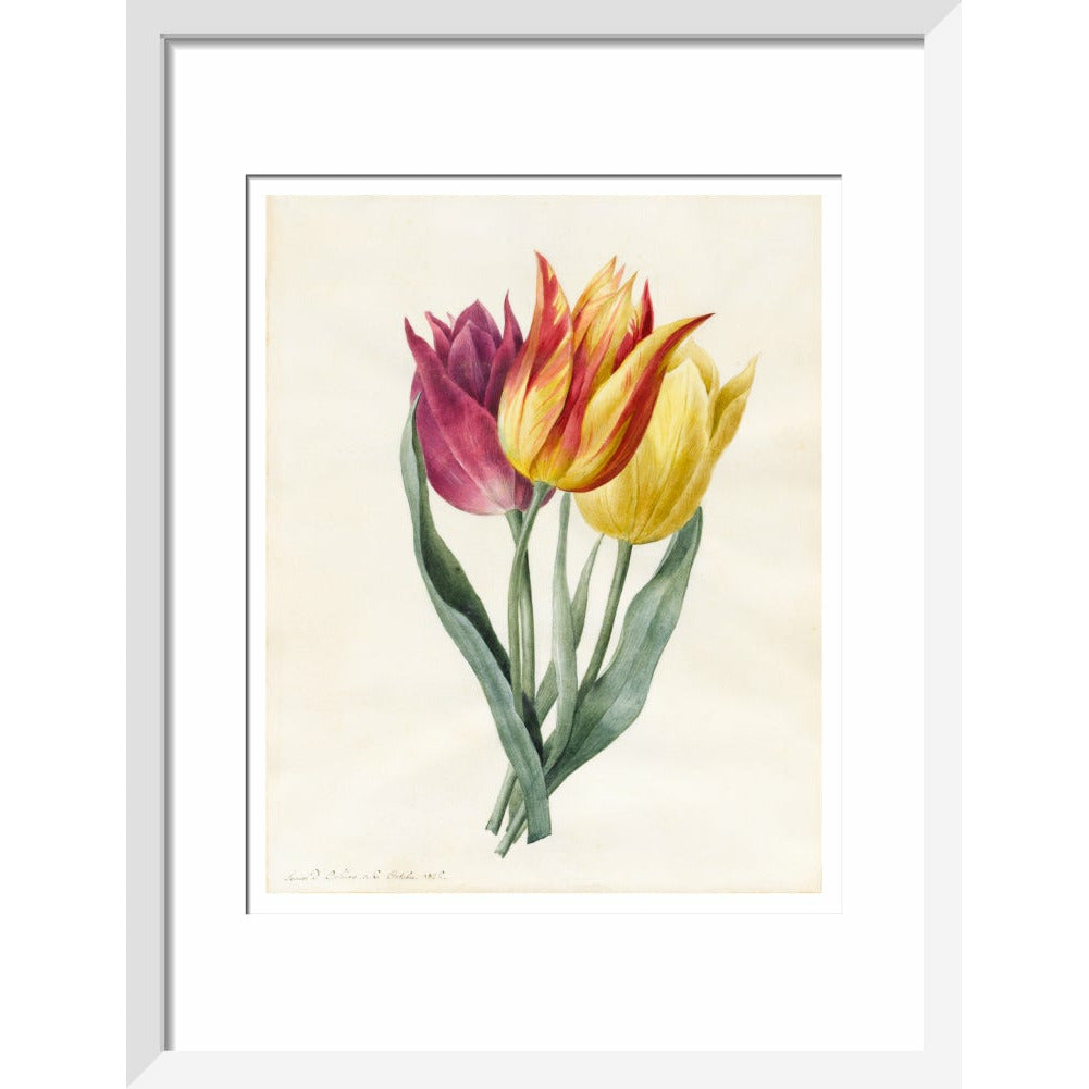 Three Lily Tulips - Art print
