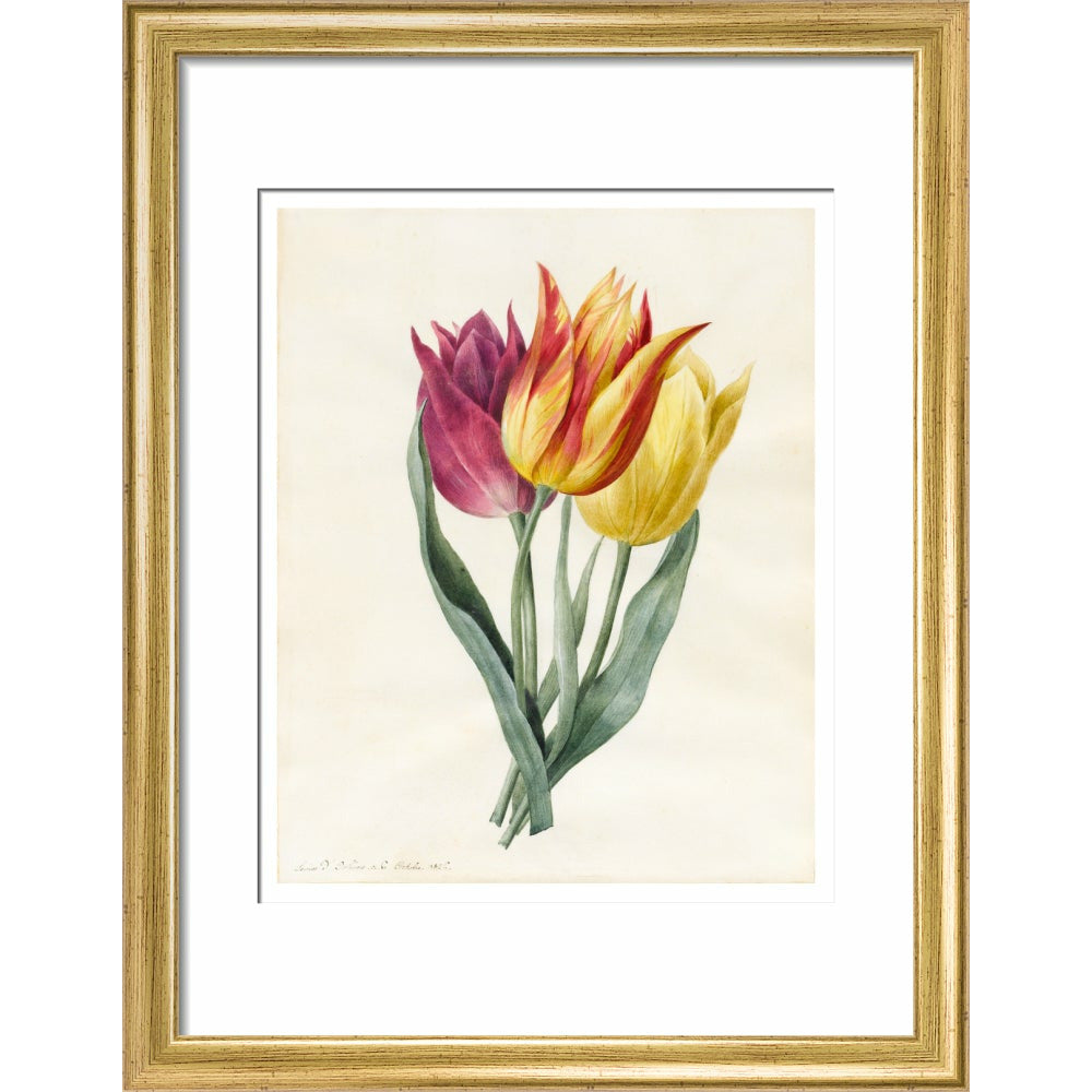 Three Lily Tulips - Art print