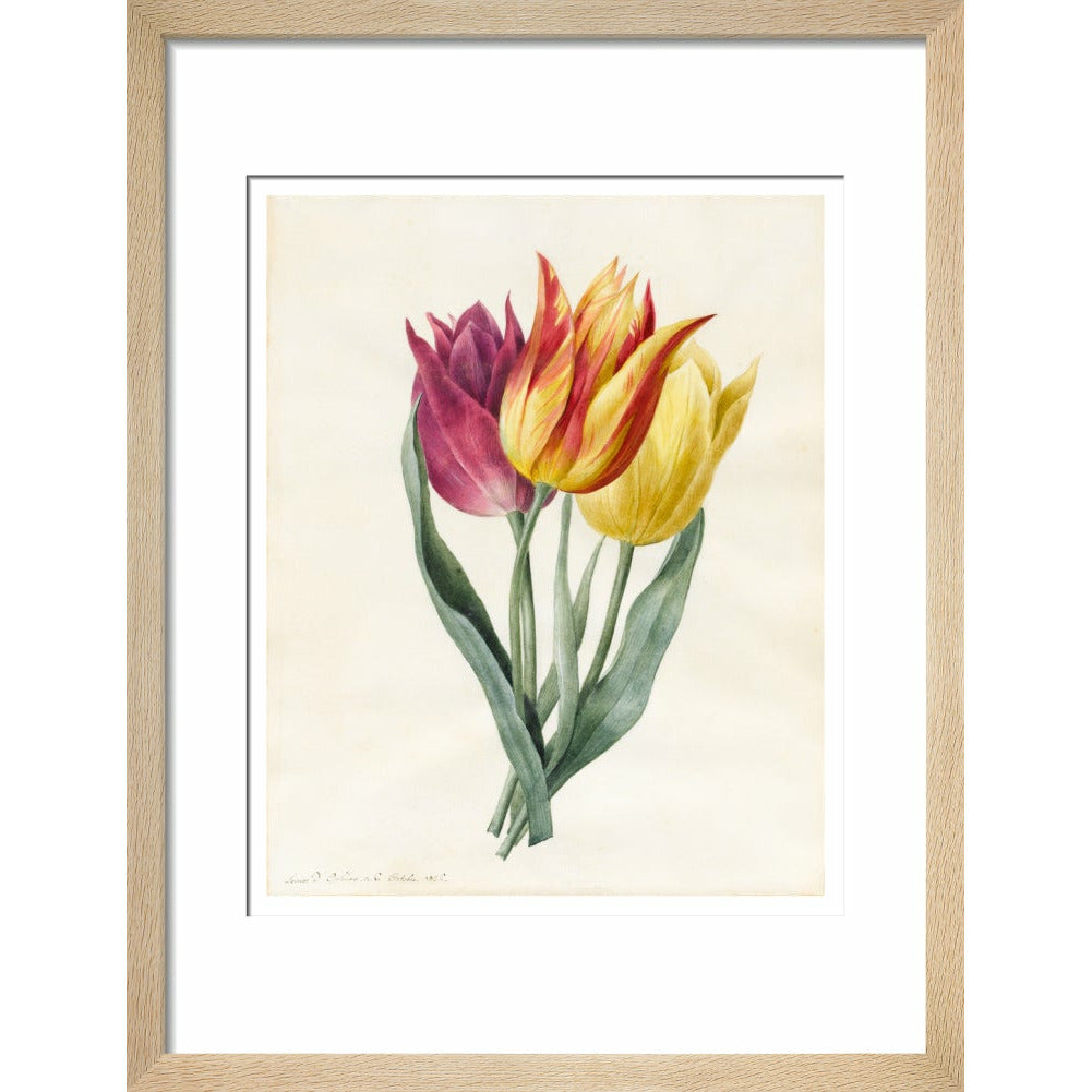 Three Lily Tulips - Art print