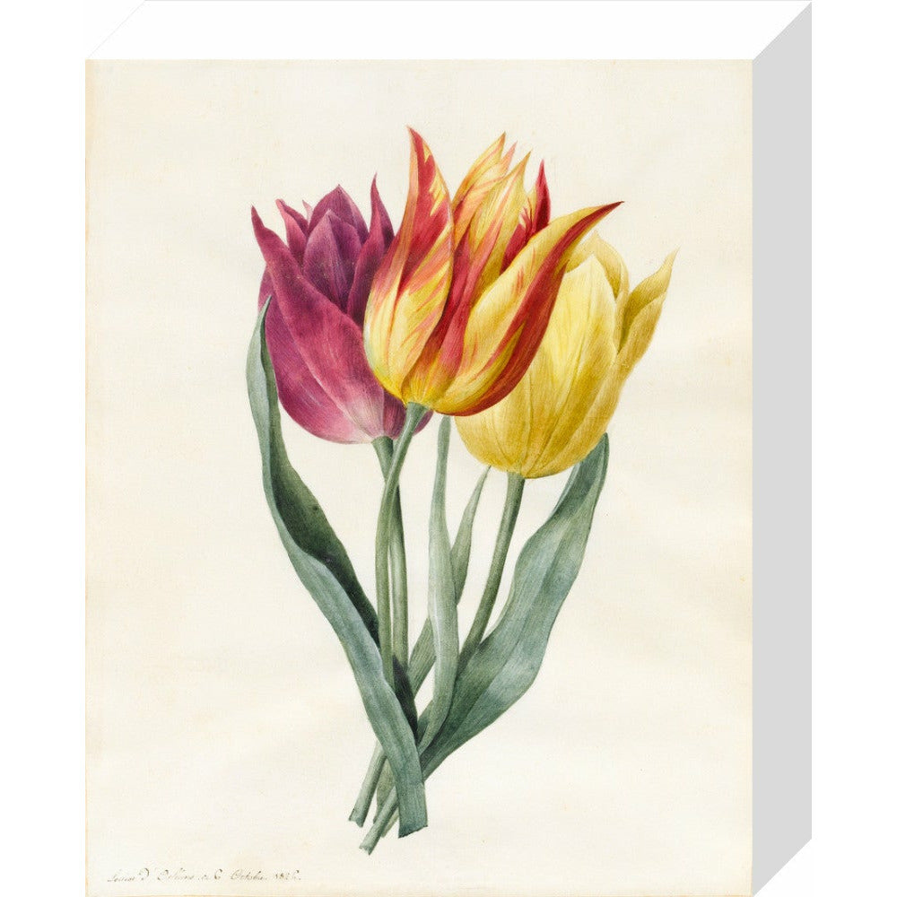 Three Lily Tulips - Art print