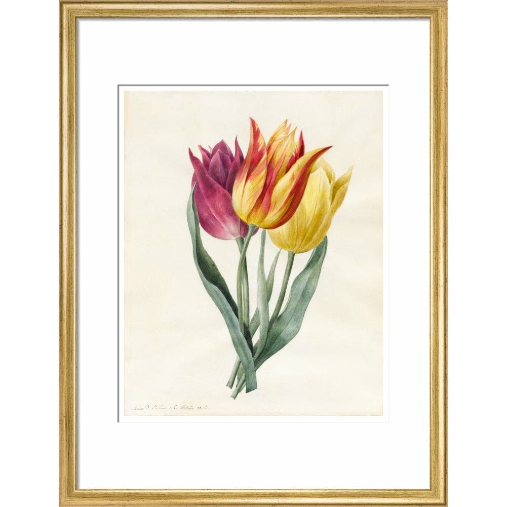 Three Lily Tulips - Art print