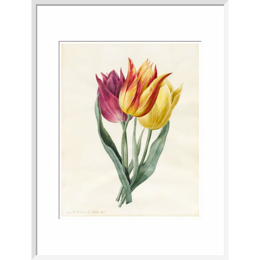 Three Lily Tulips - Art print