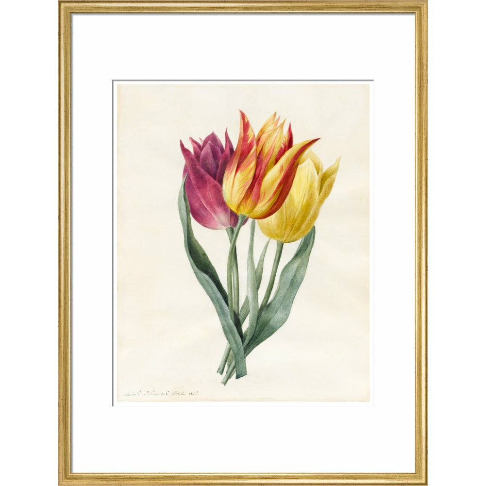 Three Lily Tulips - Art print