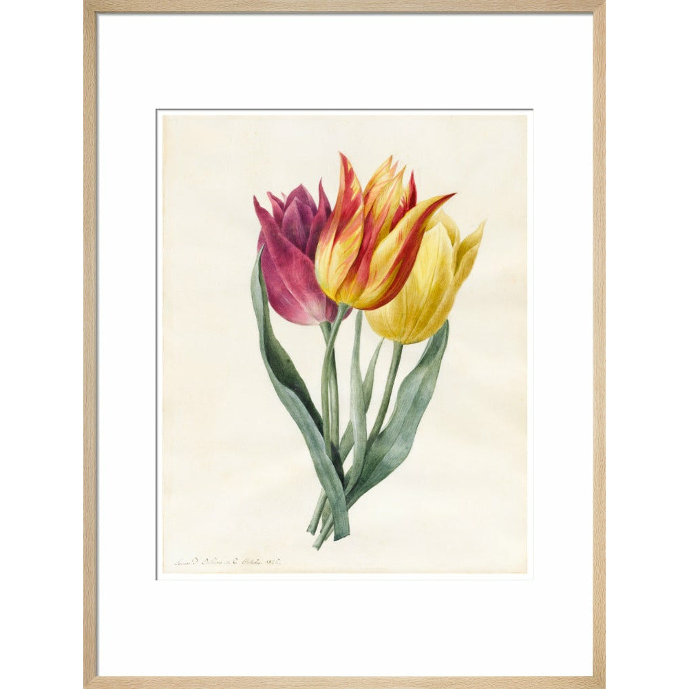 Three Lily Tulips - Art print