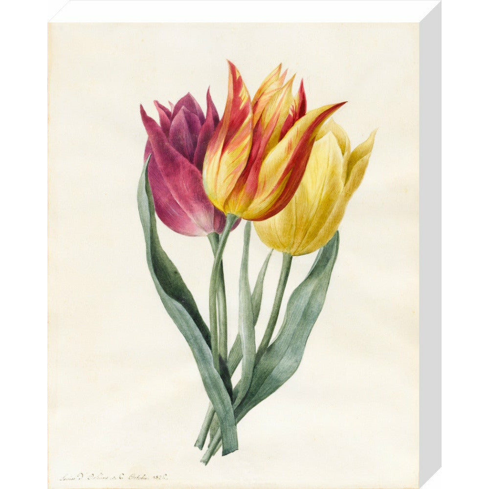 Three Lily Tulips - Art print