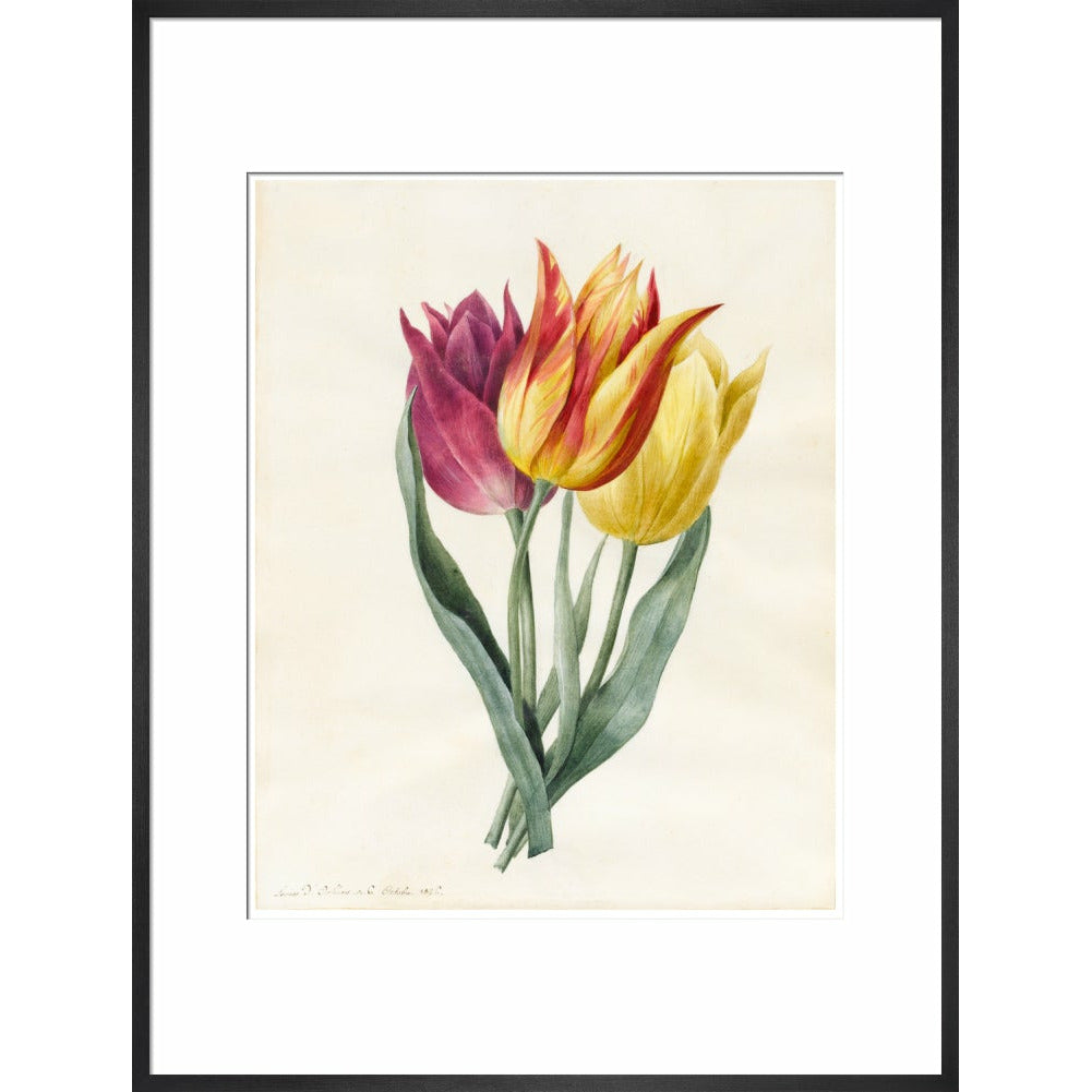 Three Lily Tulips - Art print
