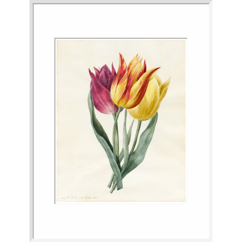 Three Lily Tulips - Art print