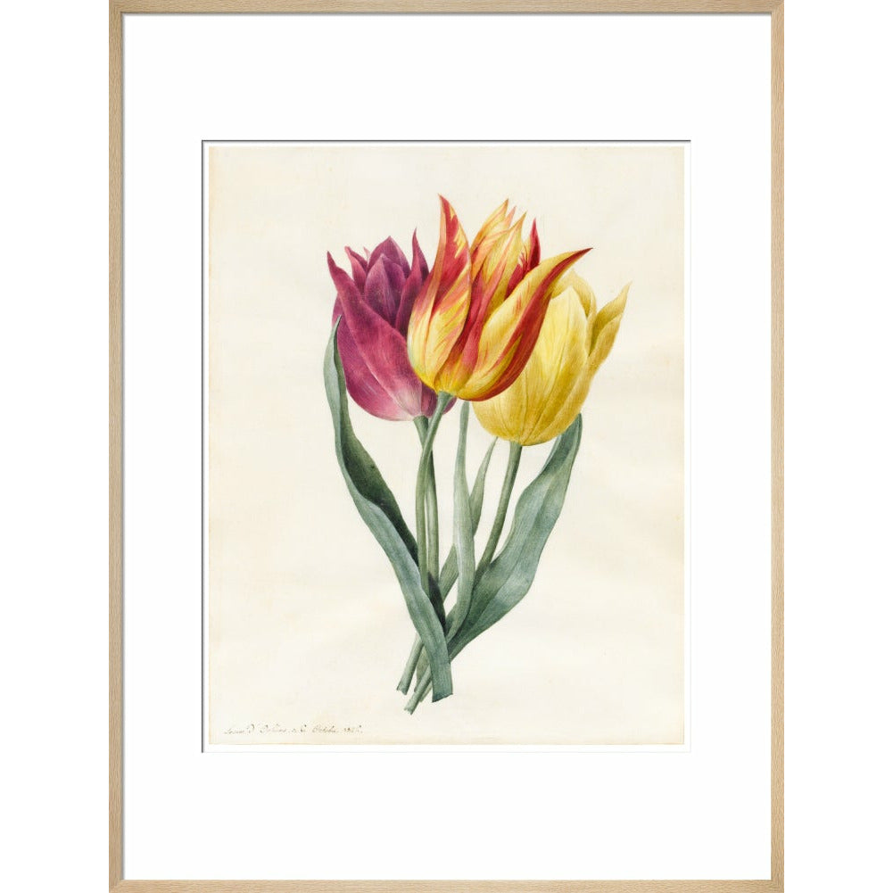 Three Lily Tulips - Art print