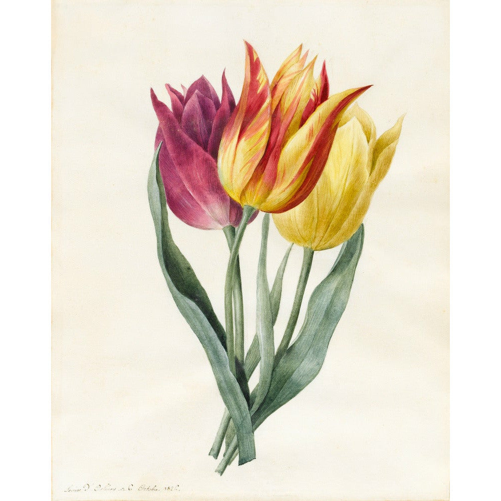 Three Lily Tulips - Art print