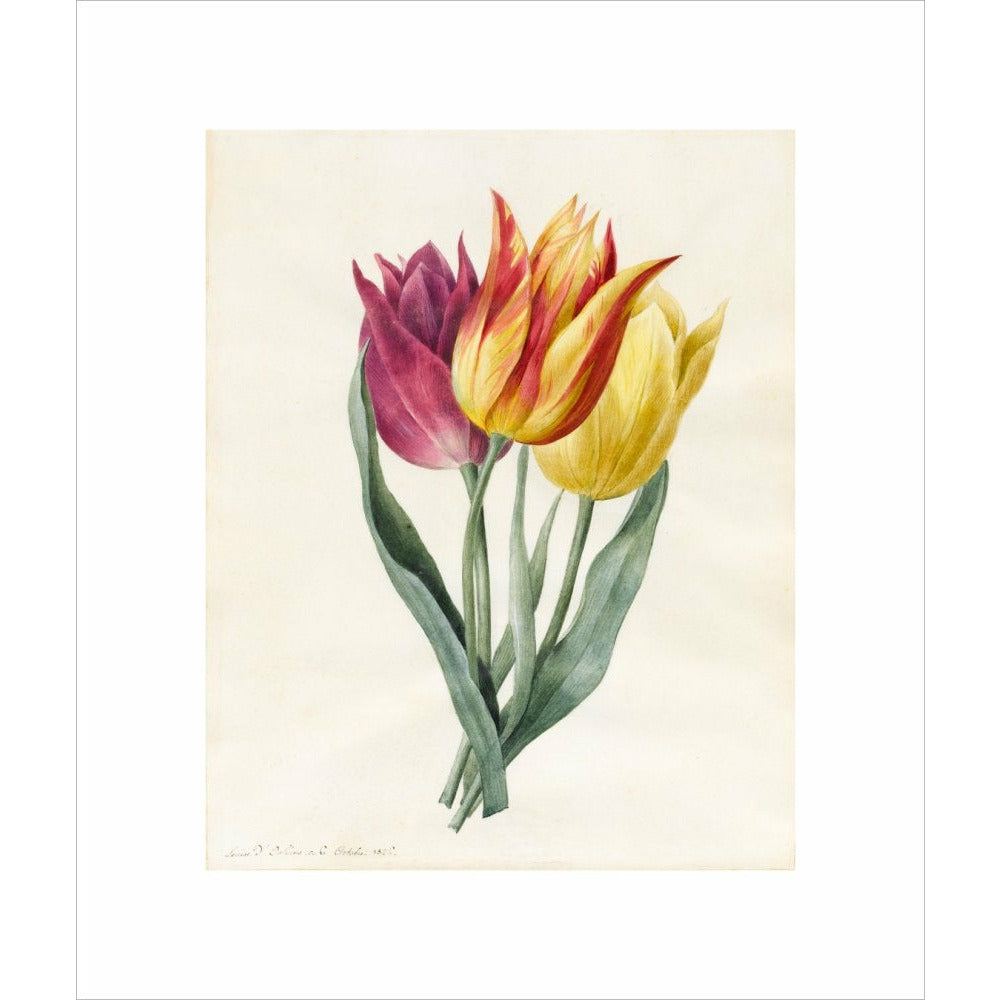 Three Lily Tulips - Art print
