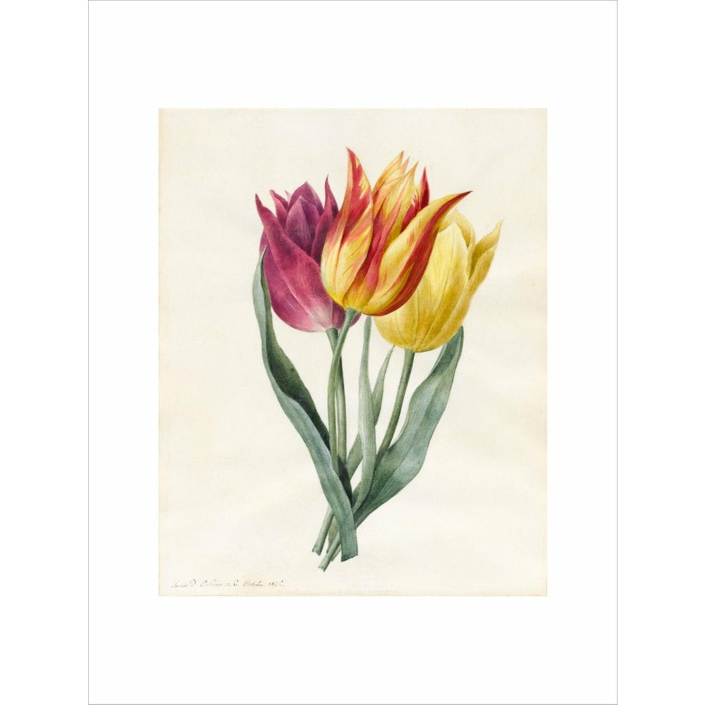 Three Lily Tulips - Art print