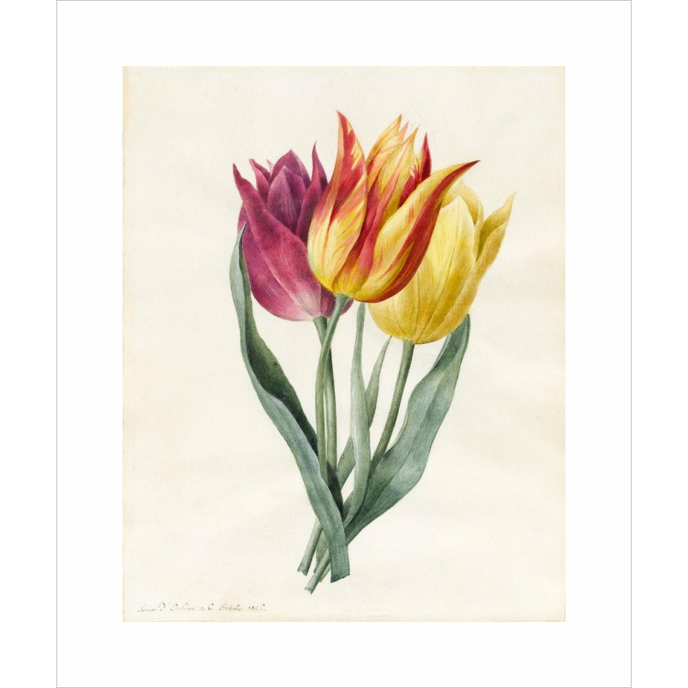 Three Lily Tulips - Art print