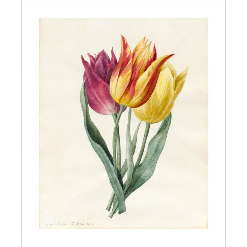 Three Lily Tulips - Art print