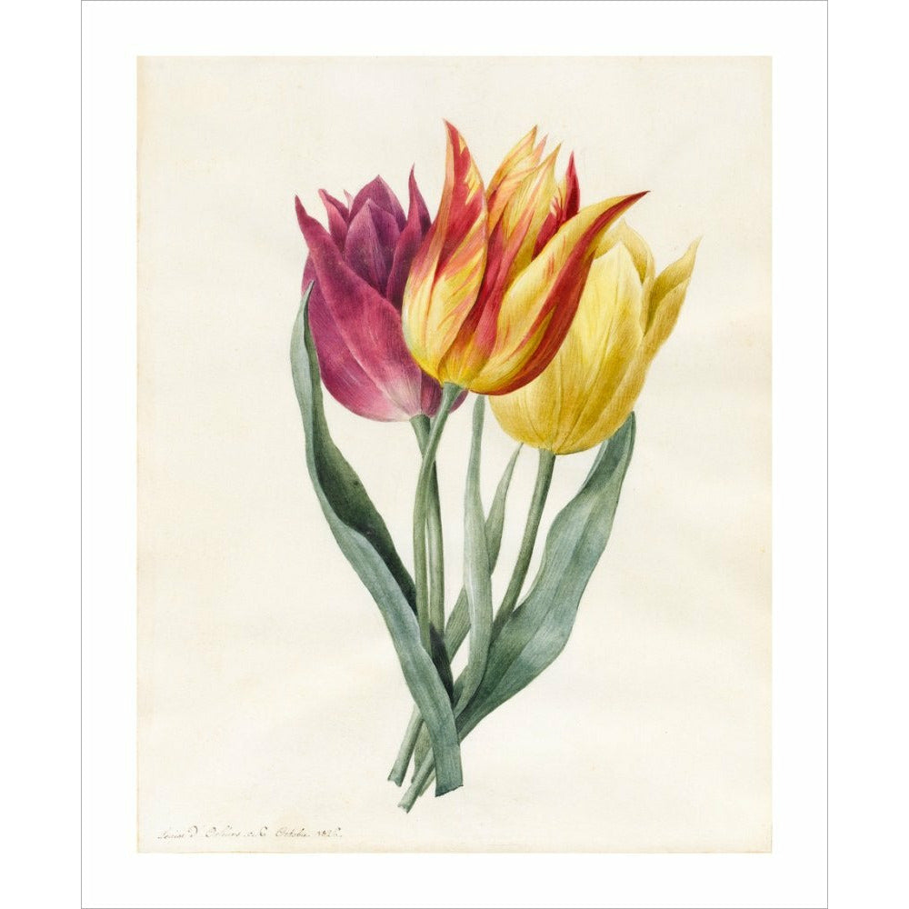 Three Lily Tulips - Art print
