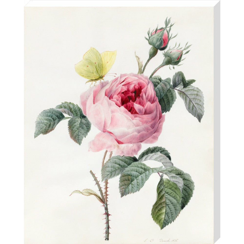 Pink rose and buds with Yellow Brimstone butterfly - Art print