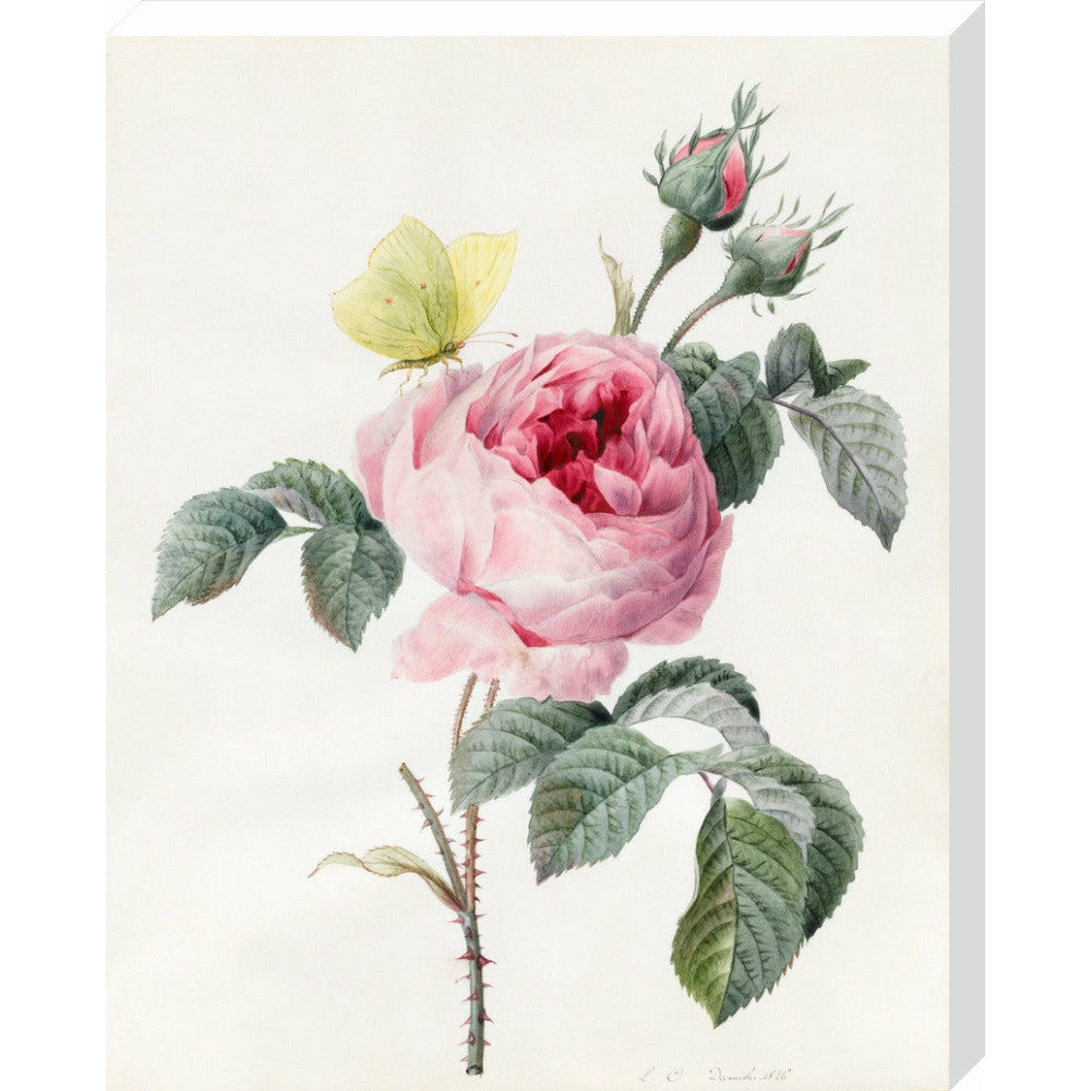 Pink rose and buds with Yellow Brimstone butterfly - Art print
