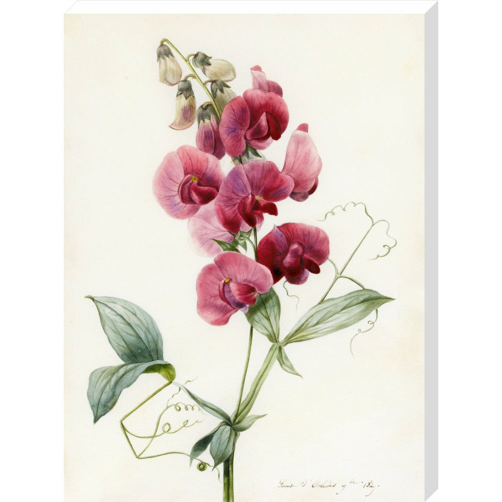 Everlasting Pea - Art print
