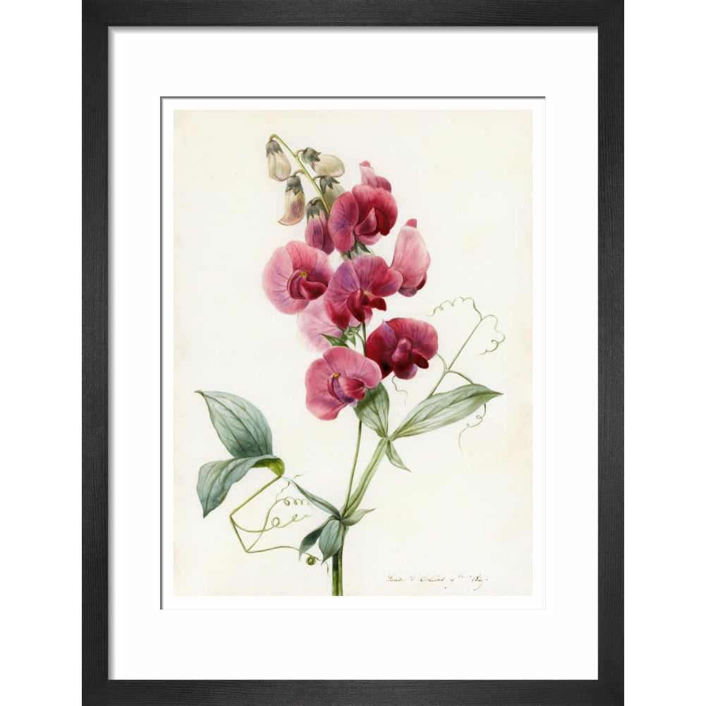 Everlasting Pea - Art print